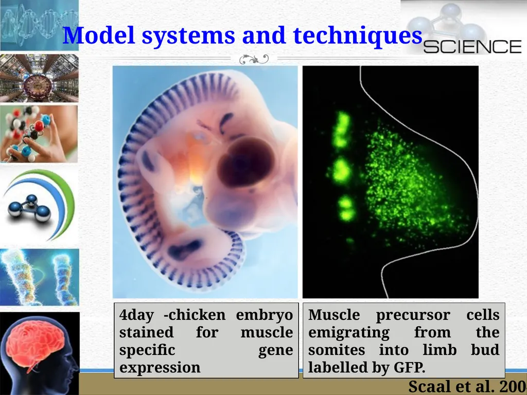 An Introduction to Model Organisms Krishanpal - slide 34 of 46