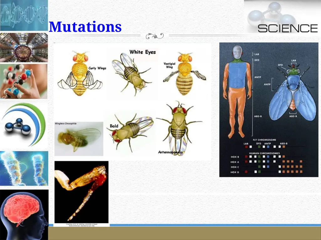 An Introduction to Model Organisms Krishanpal - slide 27 of 46
