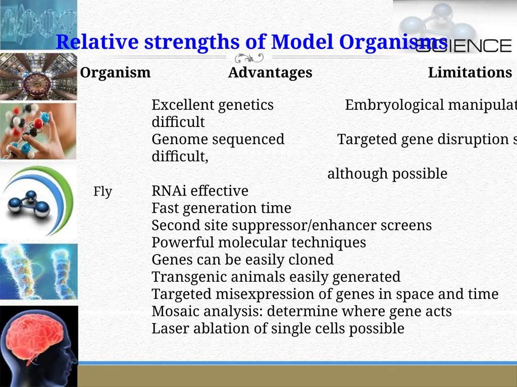 An Introduction to Model Organisms Krishanpal - slide 42 of 46