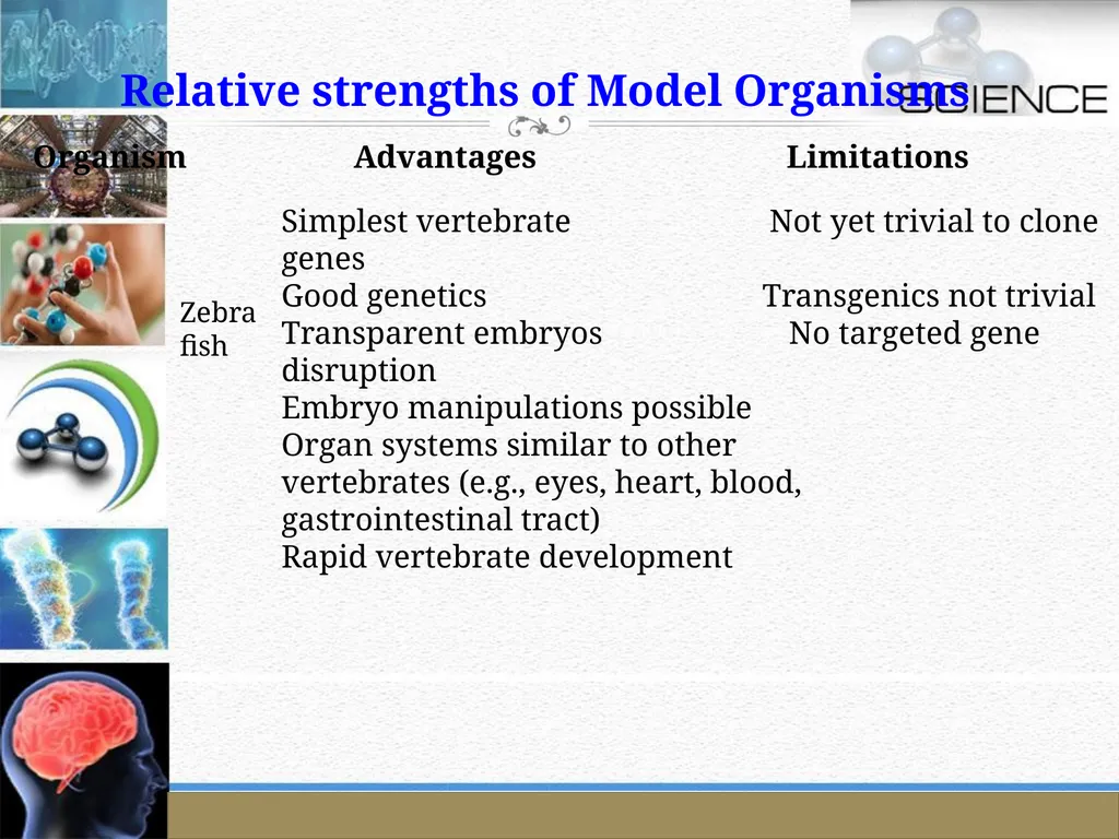 An Introduction to Model Organisms Krishanpal - slide 43 of 46
