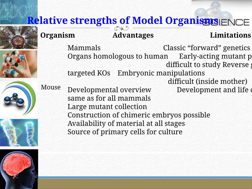 An Introduction to Model Organisms Krishanpal - slide 46 of 46