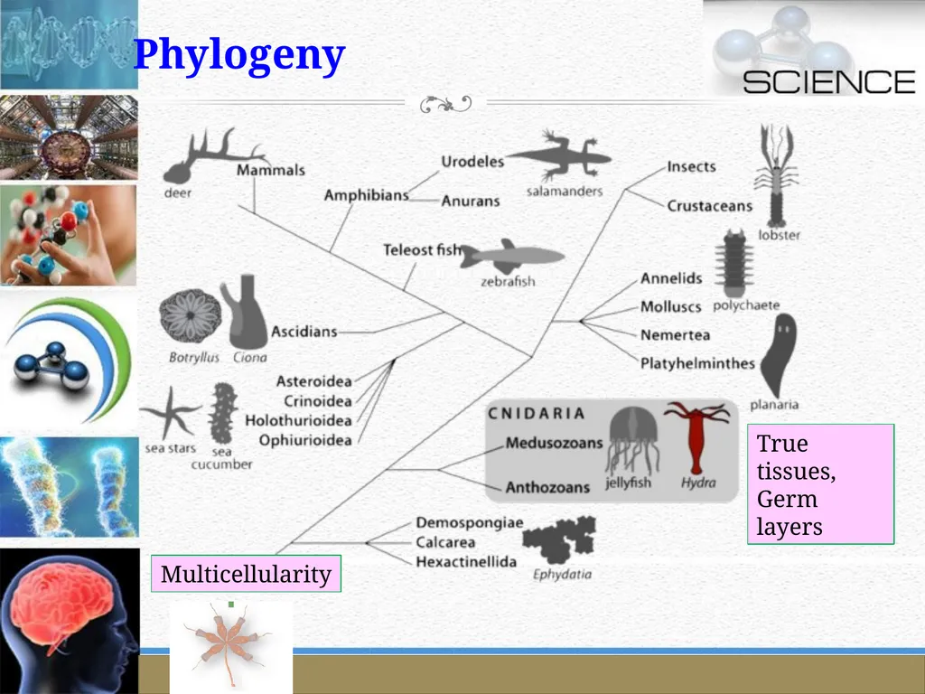 An Introduction to Model Organisms Krishanpal - slide 16 of 46