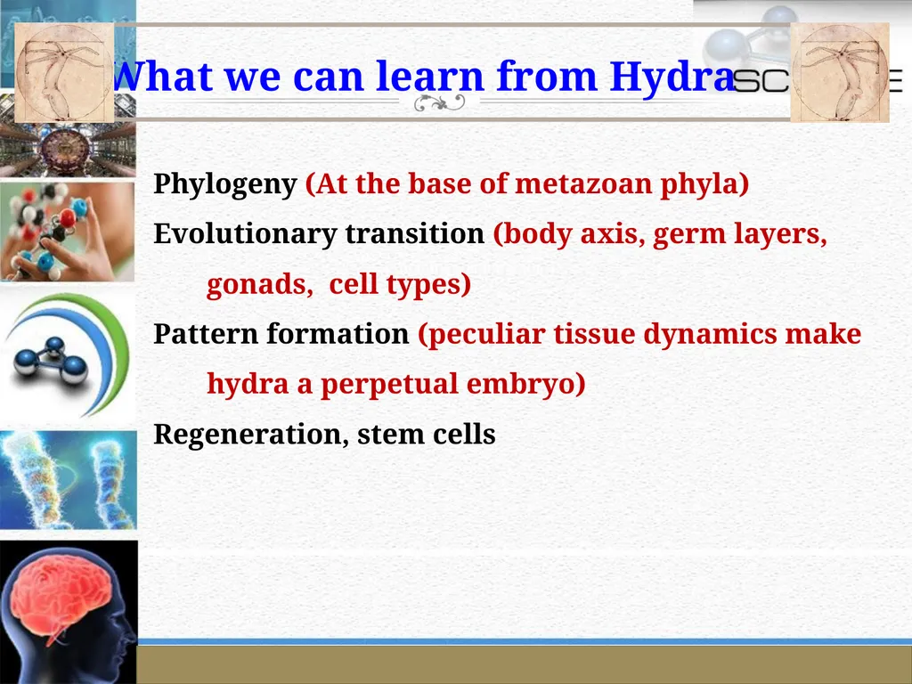 An Introduction to Model Organisms Krishanpal - slide 20 of 46