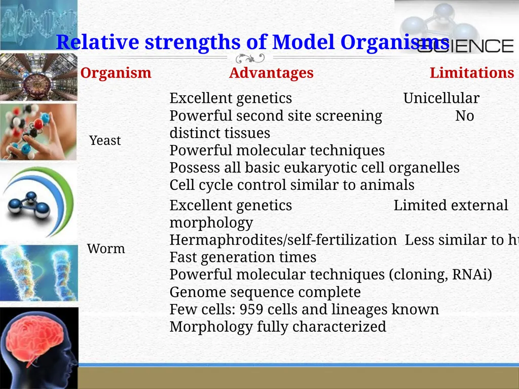 An Introduction to Model Organisms Krishanpal - slide 41 of 46