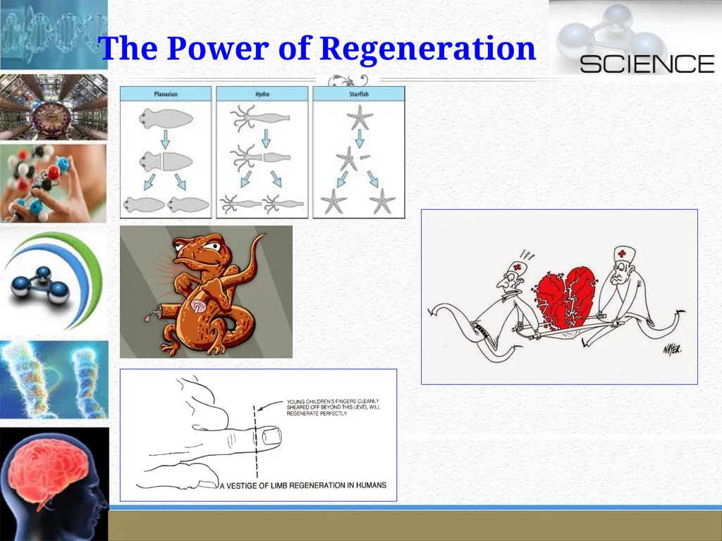 An Introduction to Model Organisms Krishanpal - slide 18 of 46
