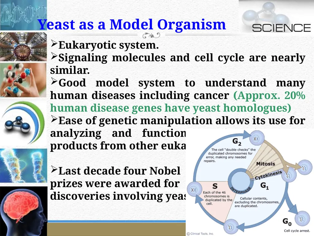 An Introduction to Model Organisms Krishanpal - slide 14 of 46