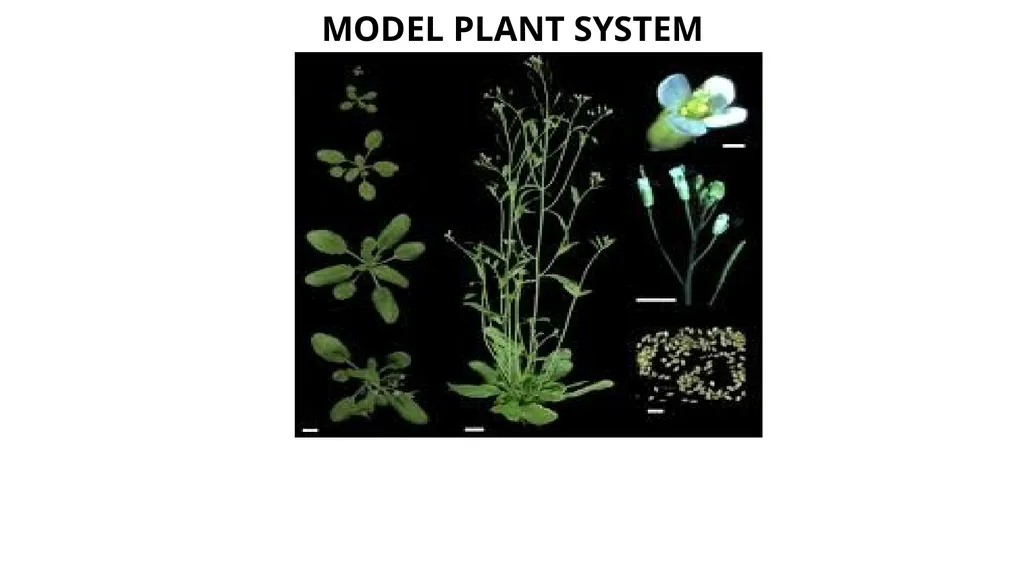 MODEL PLANT SYSTEM Learning objectives After this - slide 1 of 13