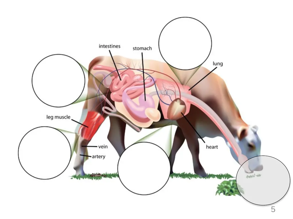Animals Unit Activity 5.1: Tracing the Processes - slide 5 of 19