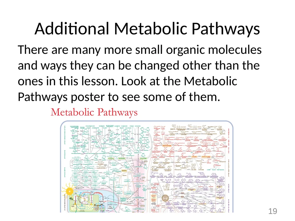 Animals Unit Activity 5.1: Tracing the Processes - slide 19 of 19