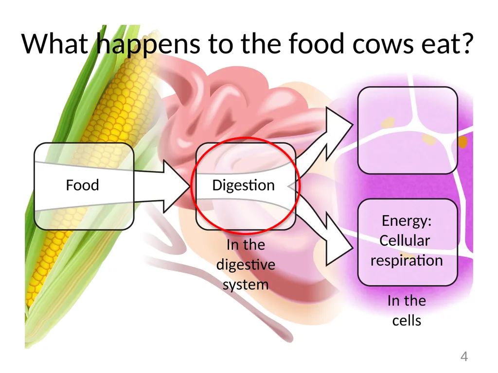 Animals Unit Activity 5.1: Tracing the Processes - slide 4 of 19