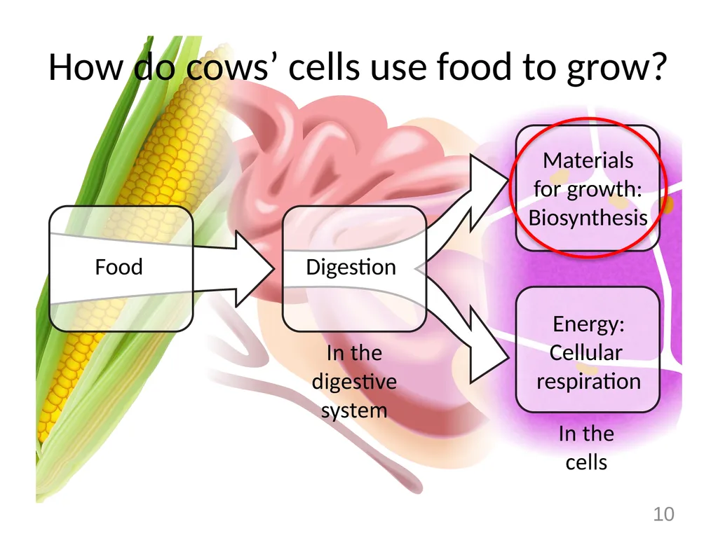 Animals Unit Activity 5.1: Tracing the Processes - slide 10 of 19
