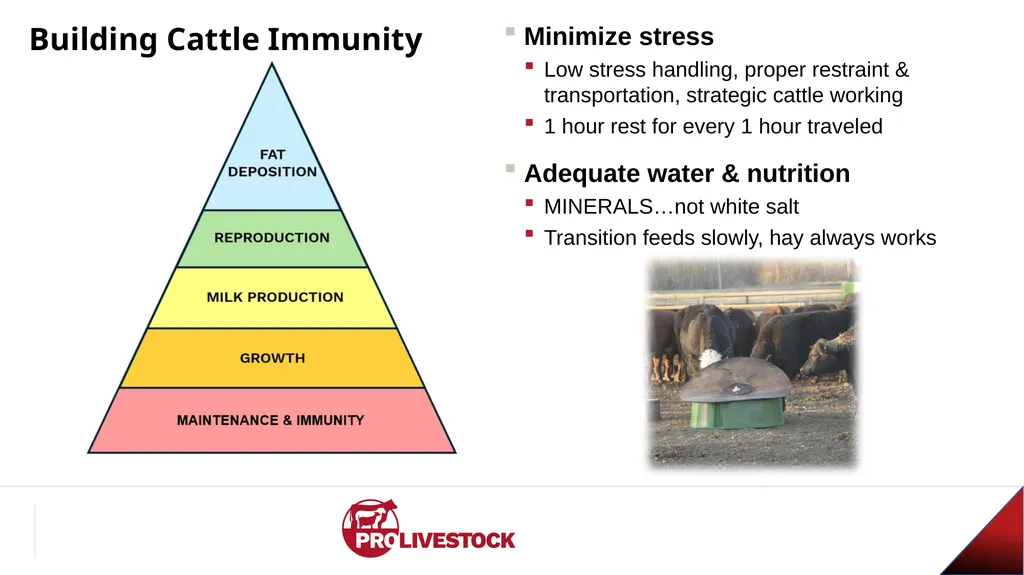 Cattle Vaccination & Receiving Adam Murray, Ph.D. - slide 22 of 26