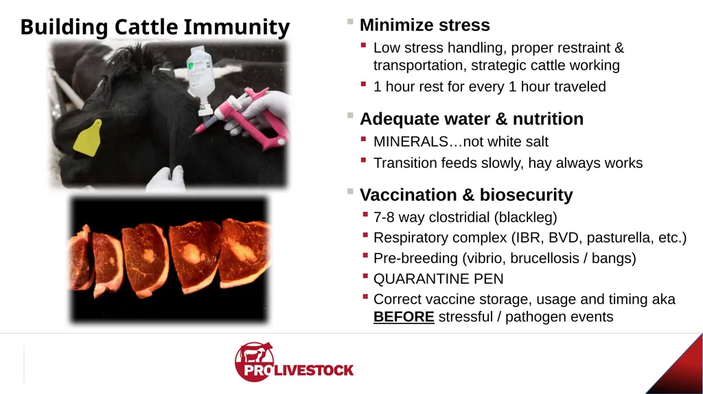Cattle Vaccination & Receiving Adam Murray, Ph.D. - slide 24 of 26