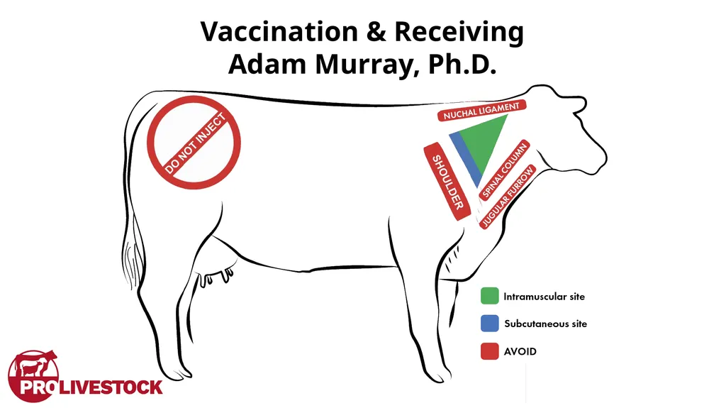 Cattle Vaccination & Receiving Adam Murray, Ph.D. - slide 1 of 26