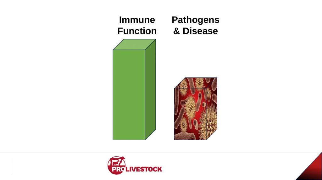 Cattle Vaccination & Receiving Adam Murray, Ph.D. - slide 14 of 26