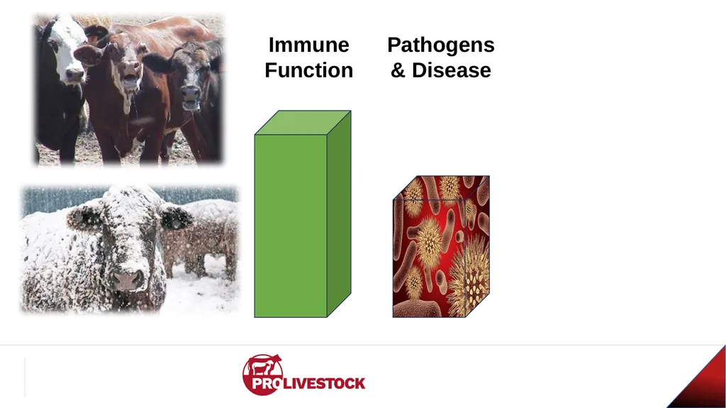 Cattle Vaccination & Receiving Adam Murray, Ph.D. - slide 15 of 26