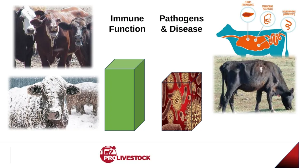 Cattle Vaccination & Receiving Adam Murray, Ph.D. - slide 16 of 26