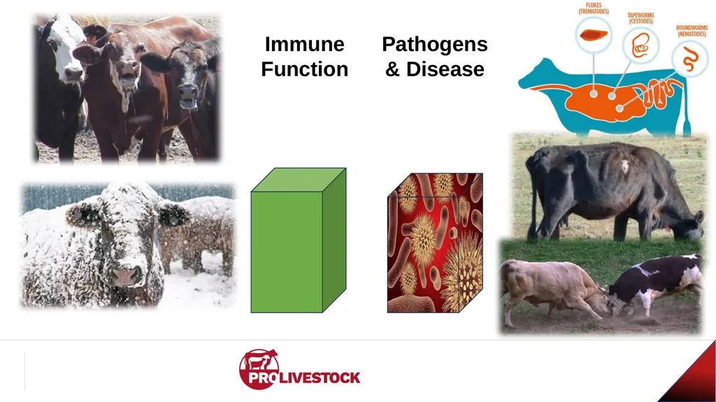 Cattle Vaccination & Receiving Adam Murray, Ph.D. - slide 17 of 26