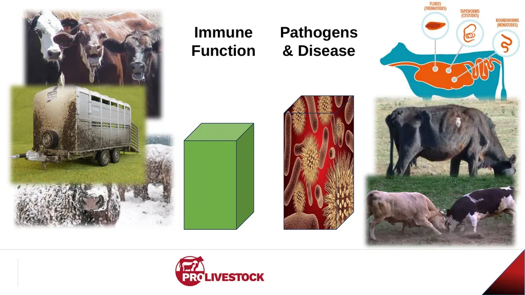 Cattle Vaccination & Receiving Adam Murray, Ph.D. - slide 18 of 26