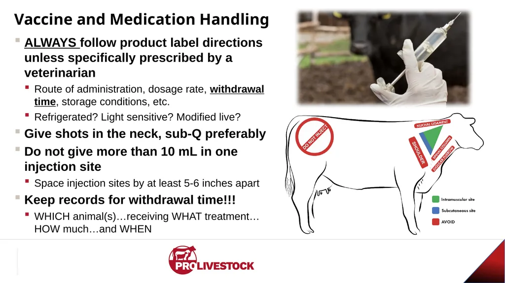 Cattle Vaccination & Receiving Adam Murray, Ph.D. - slide 25 of 26