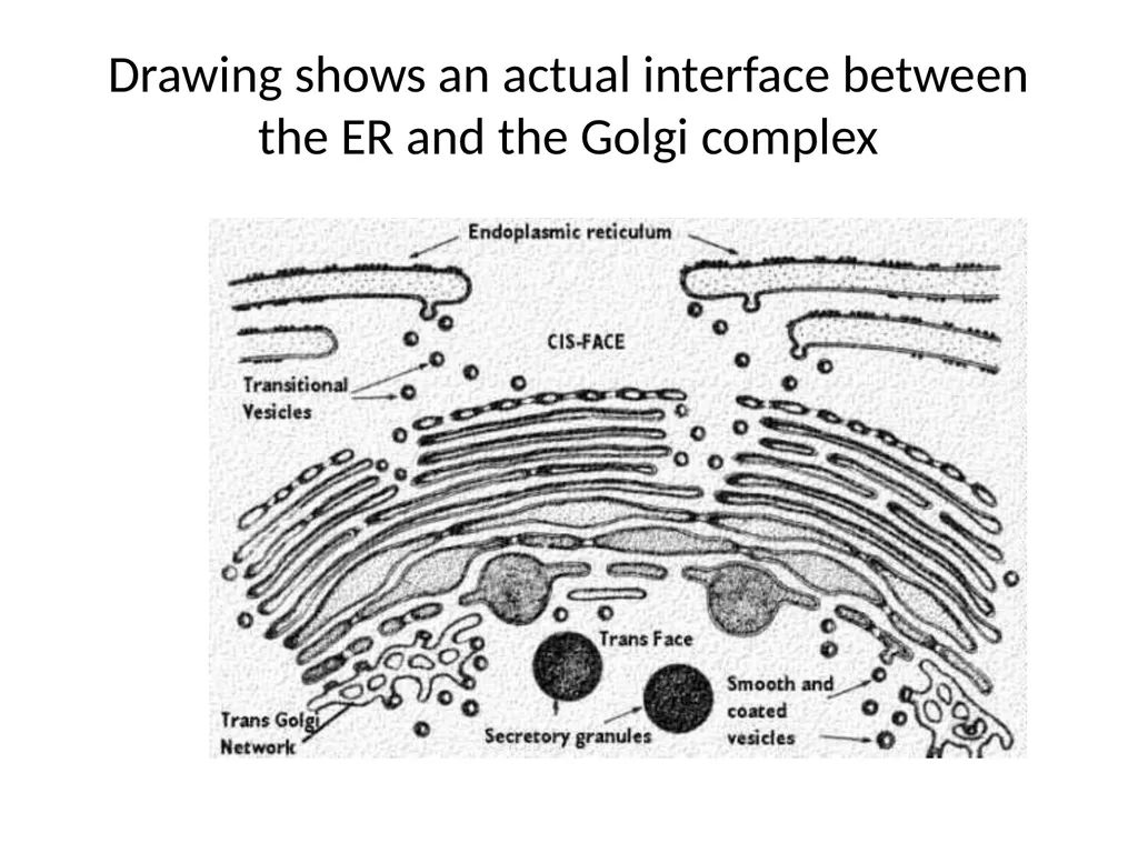 Endoplasmic Reticulum AND Golgi complex Rough ER - slide 19 of 26