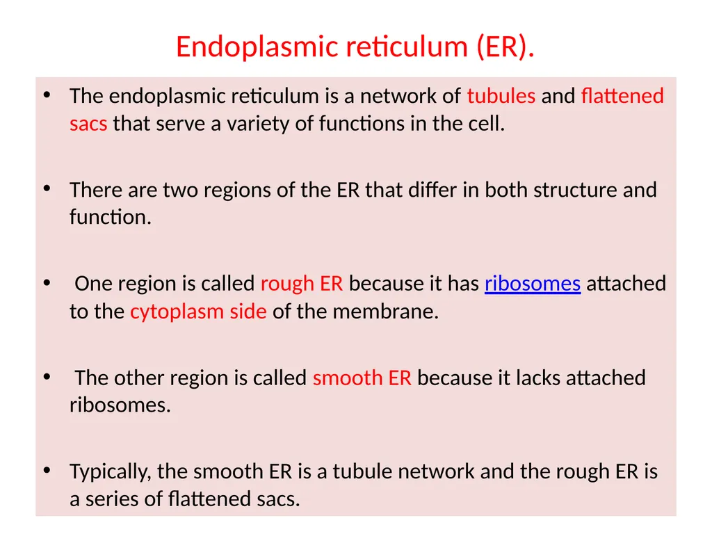 Endoplasmic Reticulum AND Golgi complex Rough ER - slide 4 of 26