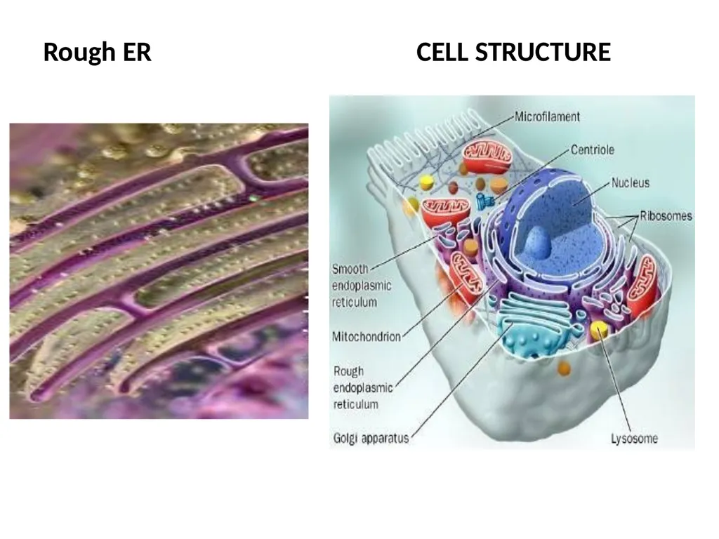 Endoplasmic Reticulum AND Golgi complex Rough ER - slide 2 of 26