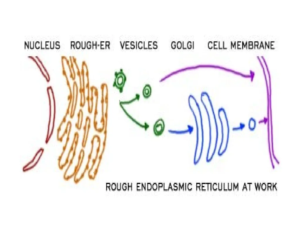 Endoplasmic Reticulum AND Golgi complex Rough ER - slide 10 of 26
