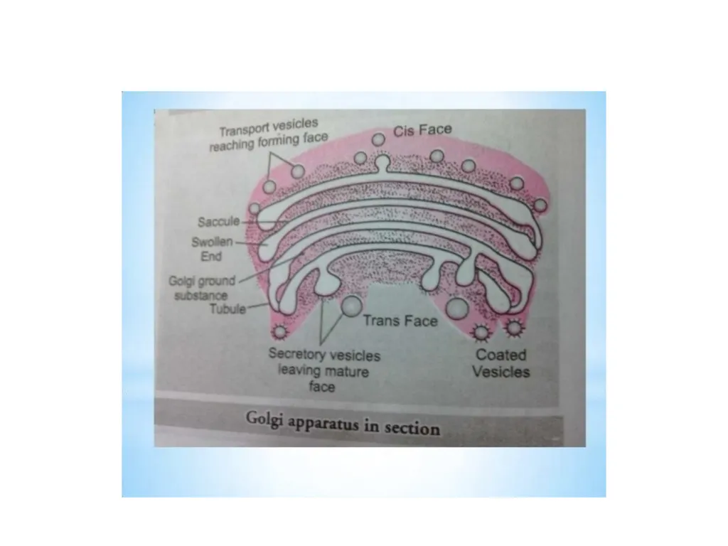 Endoplasmic Reticulum AND Golgi complex Rough ER - slide 17 of 26