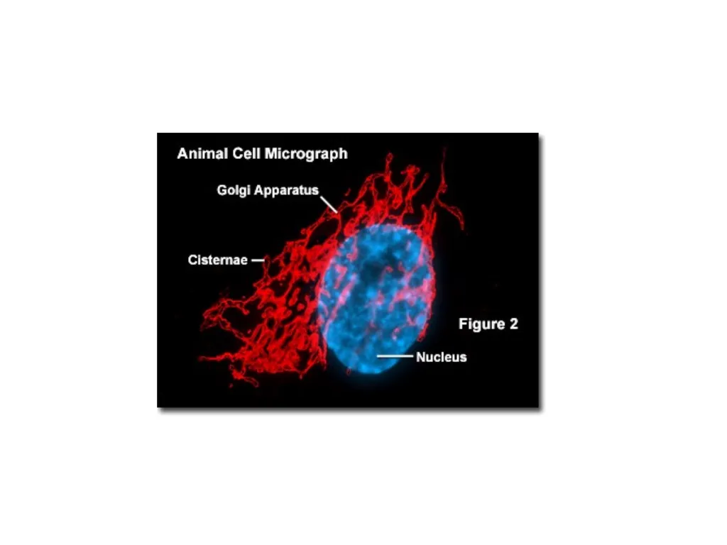 Endoplasmic Reticulum AND Golgi complex Rough ER - slide 18 of 26