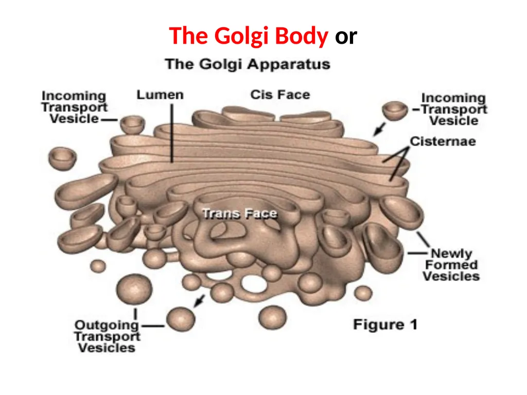 Endoplasmic Reticulum AND Golgi complex Rough ER - slide 16 of 26