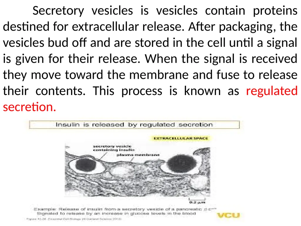 The Endomembrane system The Endomembrane system - slide 18 of 22