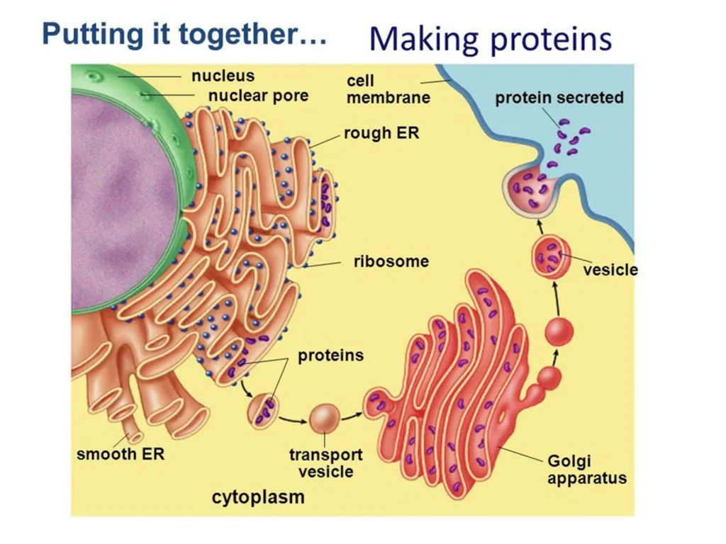 The Endomembrane system The Endomembrane system - slide 10 of 22
