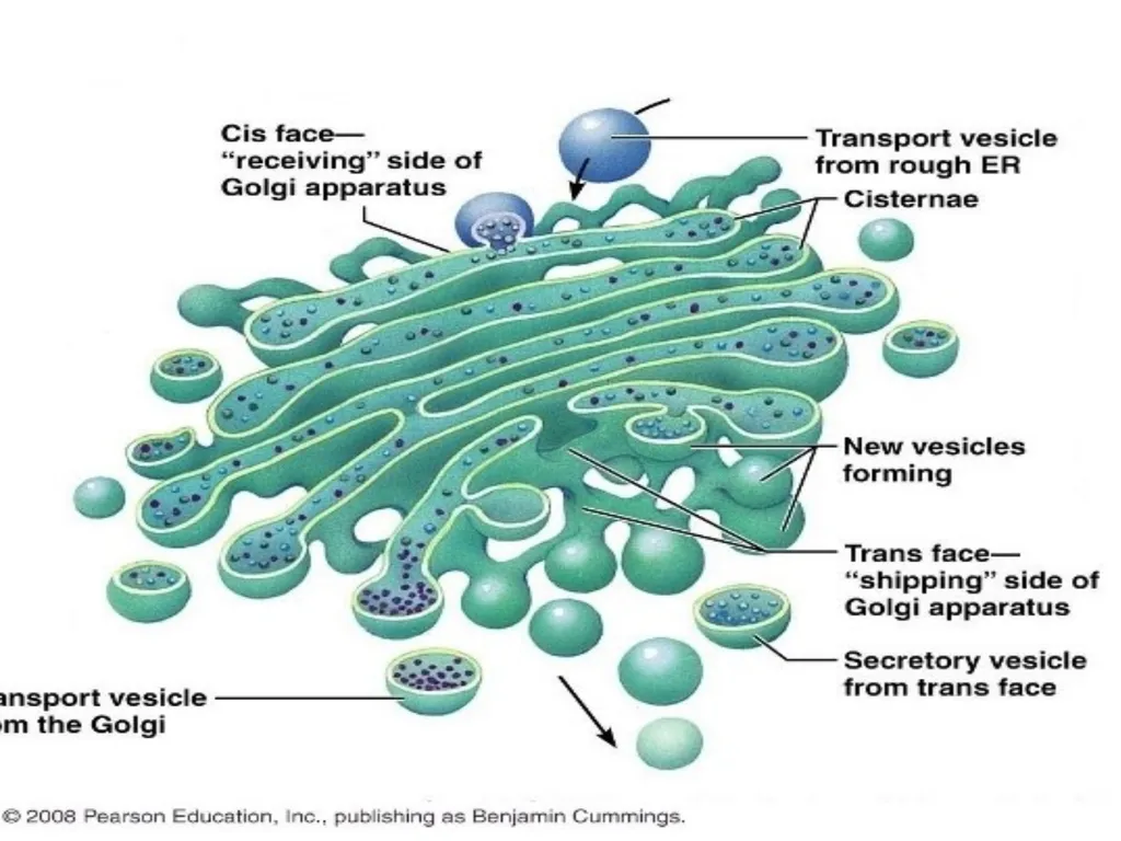 The Endomembrane system The Endomembrane system - slide 16 of 22