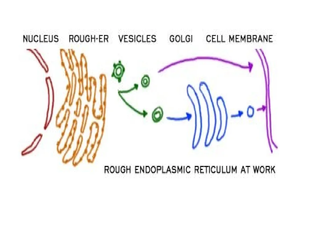 The Endomembrane system The Endomembrane system - slide 5 of 22