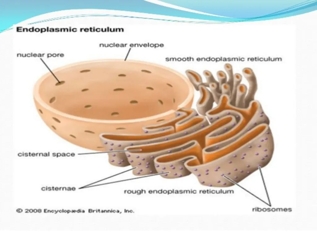 The Endomembrane system The Endomembrane system - slide 6 of 22