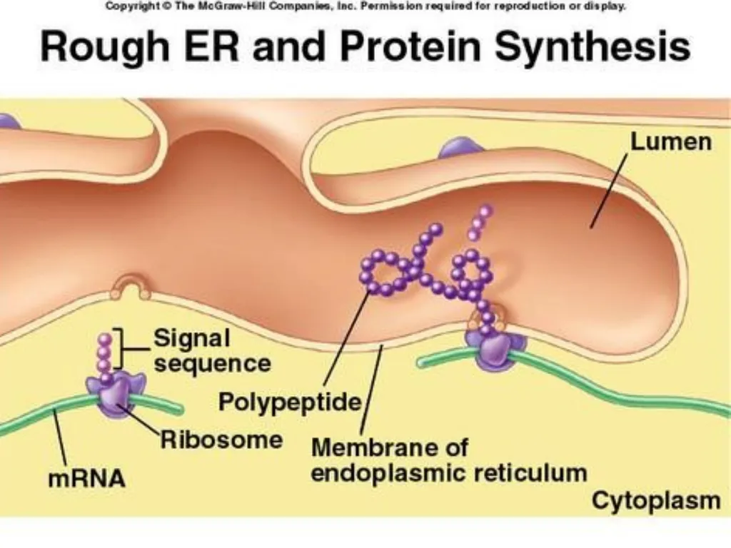 The Endomembrane system The Endomembrane system - slide 9 of 22