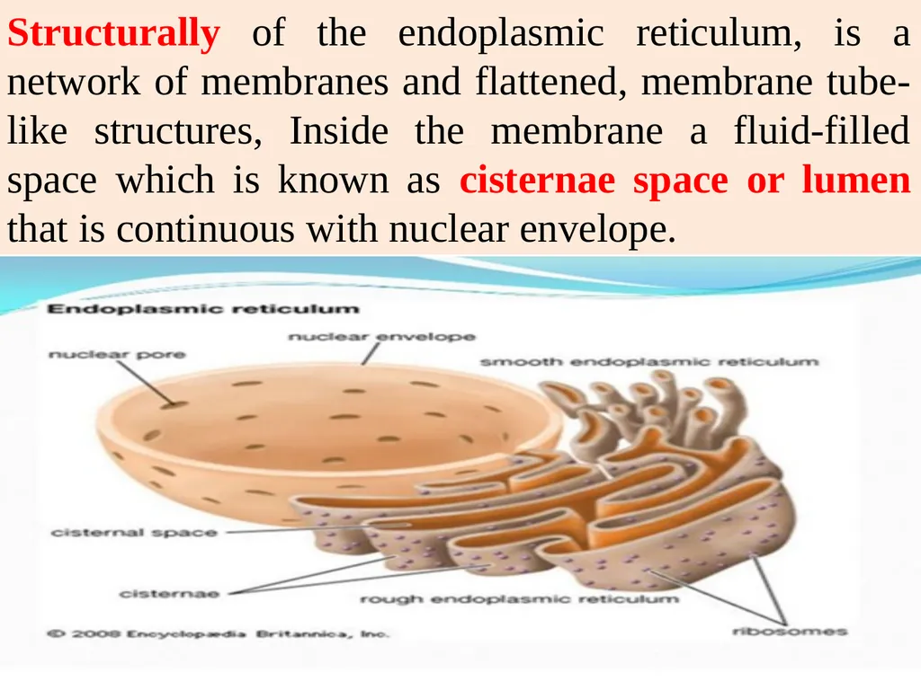 The Endomembrane system The Endomembrane system - slide 7 of 22