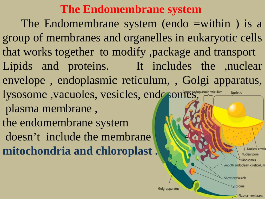 The Endomembrane system The Endomembrane system - slide 1 of 22
