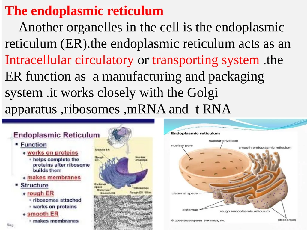 The Endomembrane system The Endomembrane system - slide 3 of 22