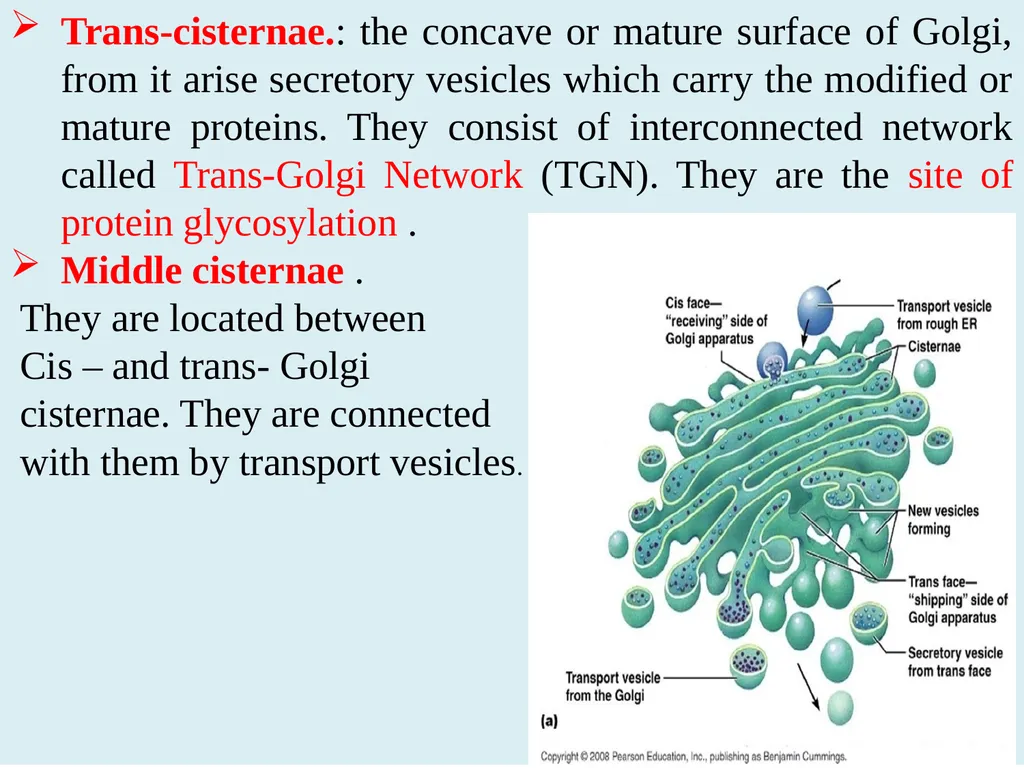 The Endomembrane system The Endomembrane system - slide 15 of 22