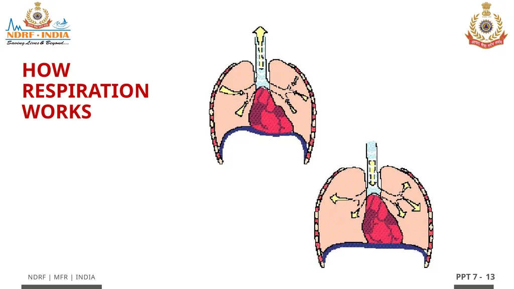 - 1 LESSON 7 Basic Life Support (BLS) and - slide 13 of 41