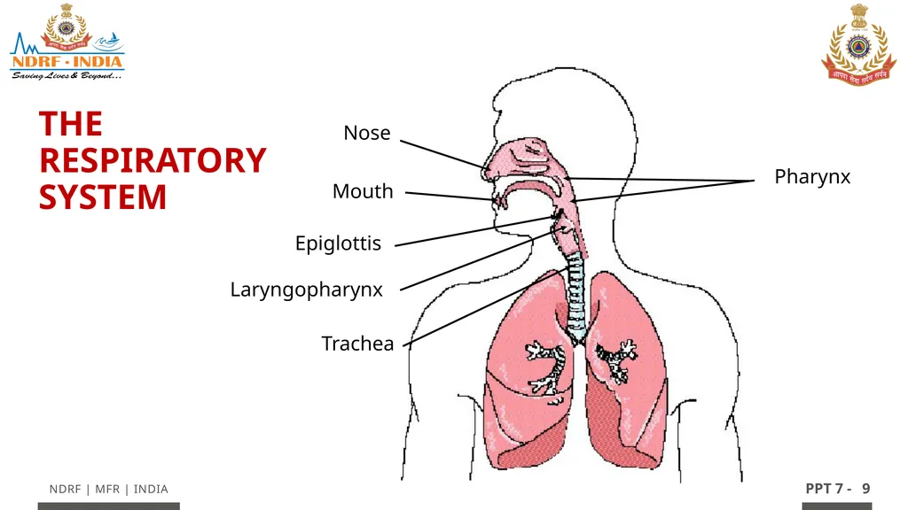 - 1 LESSON 7 Basic Life Support (BLS) and - slide 9 of 41