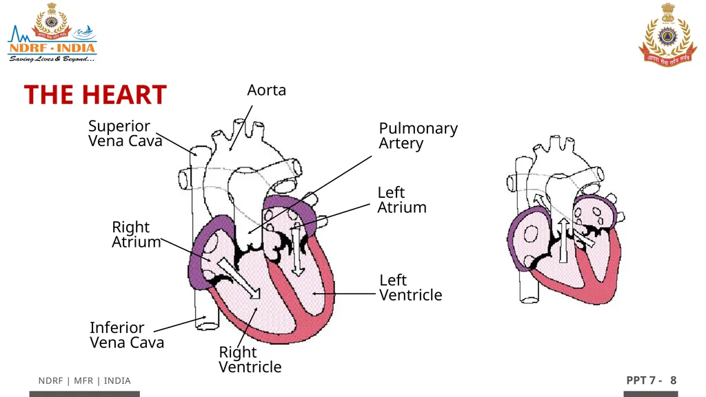 - 1 LESSON 7 Basic Life Support (BLS) and - slide 8 of 41