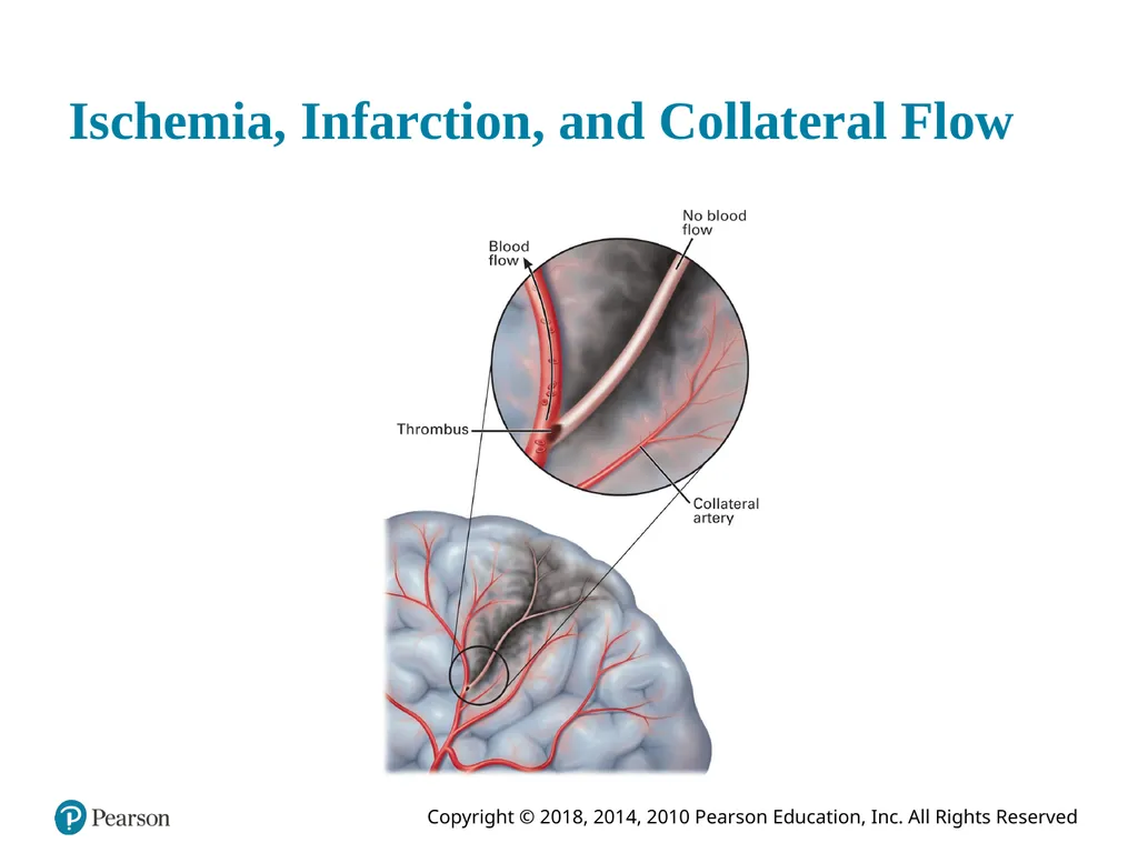 Prehospital: Emergency Care Eleventh Edition - slide 21 of 61