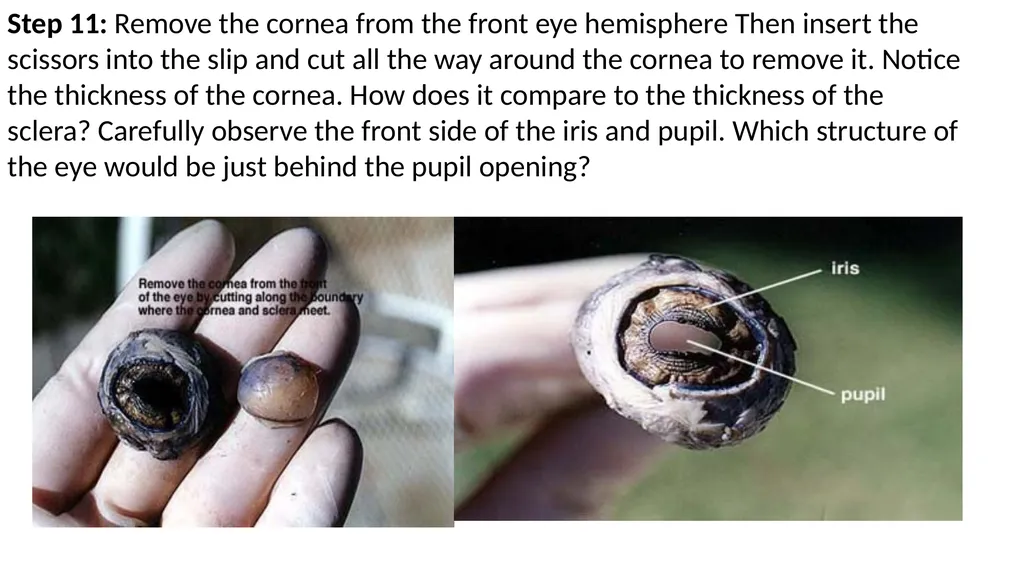 Eye Dissection Instructions Coach Blakley Step 1: - slide 11 of 11