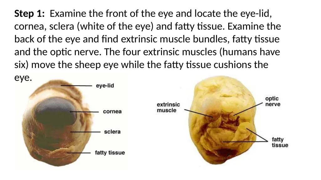 Eye Dissection Instructions Coach Blakley Step 1: - slide 2 of 11