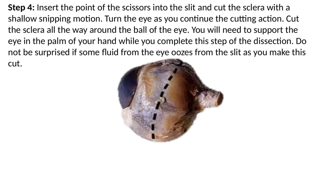 Eye Dissection Instructions Coach Blakley Step 1: - slide 5 of 11