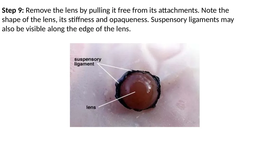 Eye Dissection Instructions Coach Blakley Step 1: - slide 9 of 11