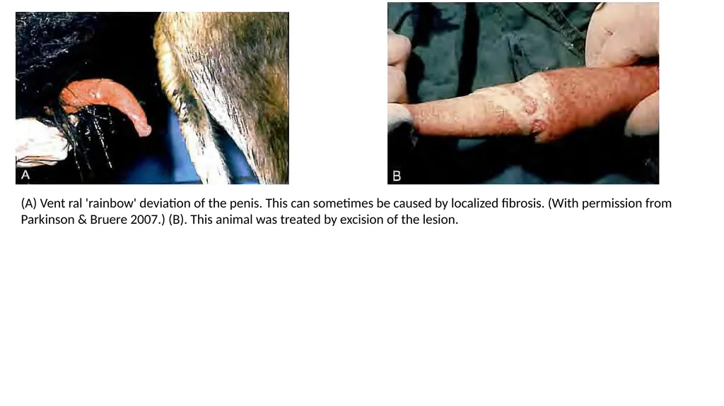 Impotentia Cocundi and Impotentia Generendi, - slide 20 of 24